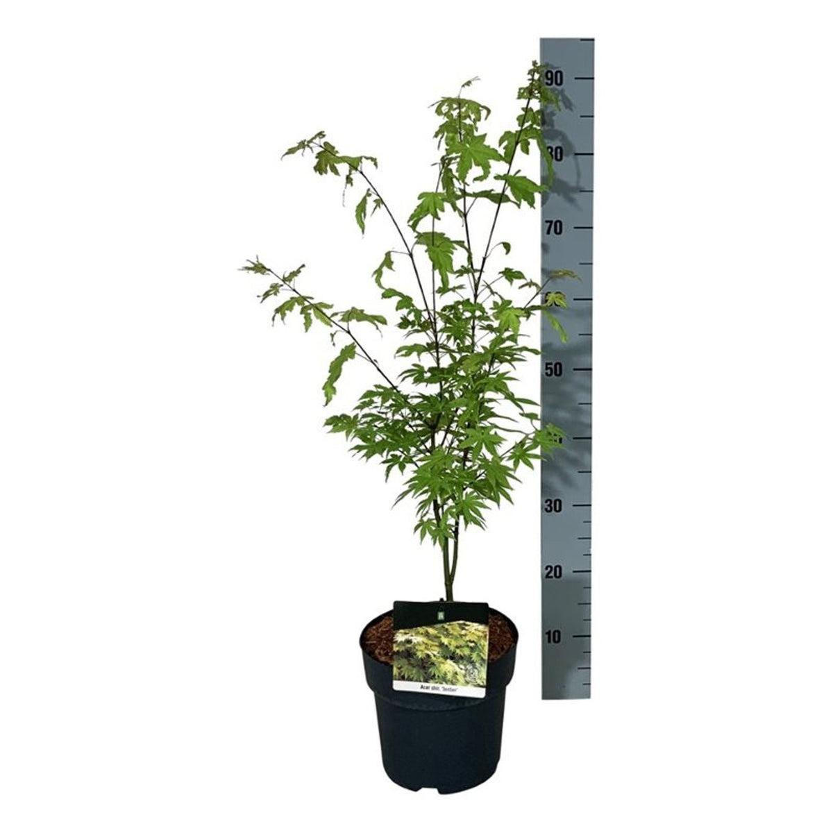 Acer shirasawanum &