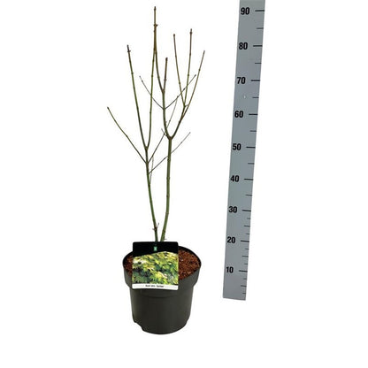 Acer shirasawanum &