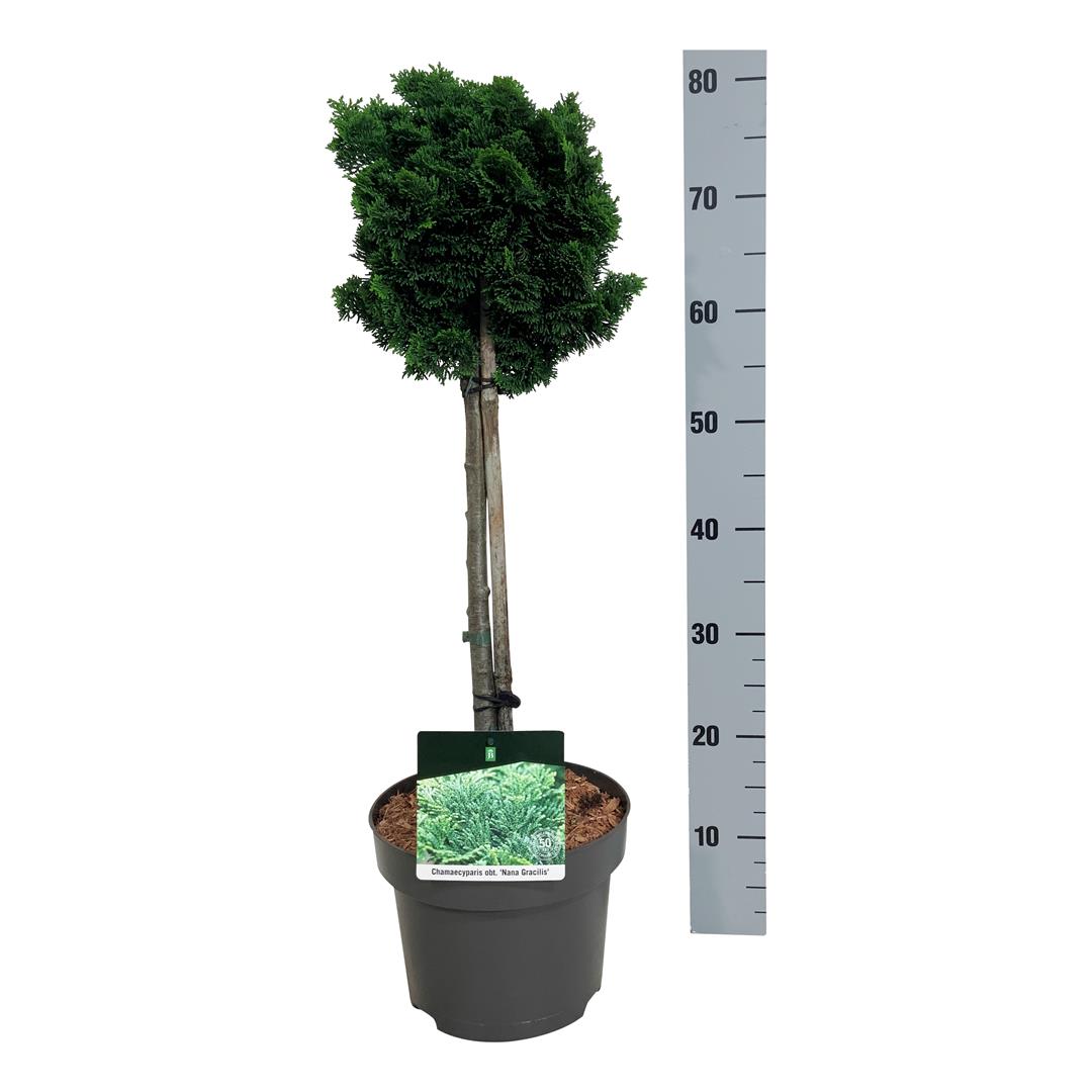 Chamaecyparis obtusa &