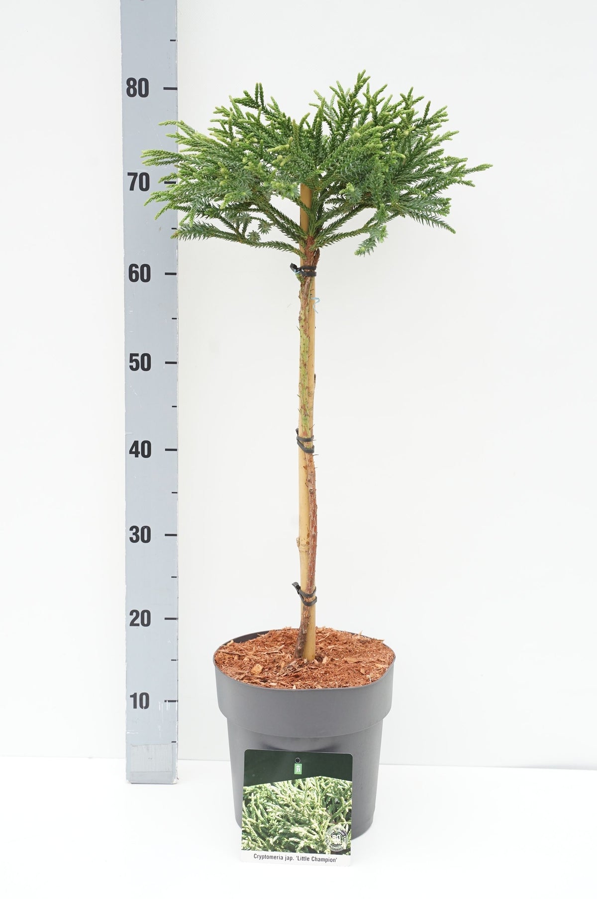 Cryptomeria j. &