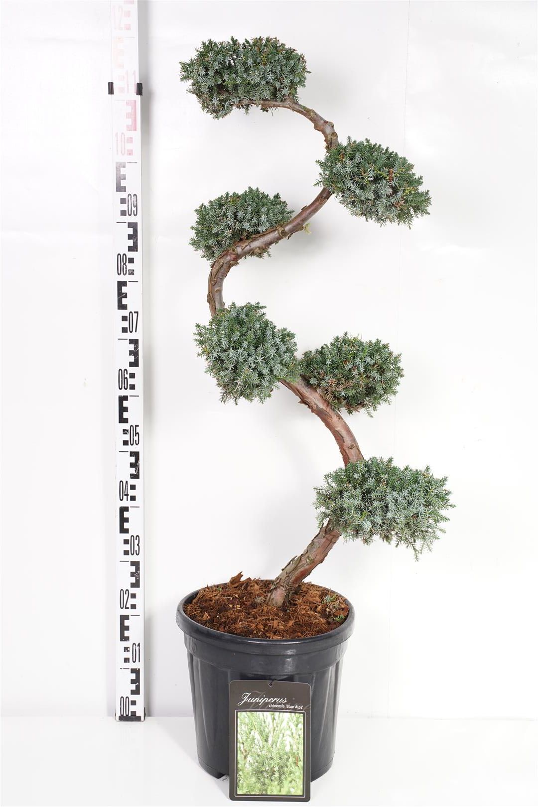 Juniperus chin. &