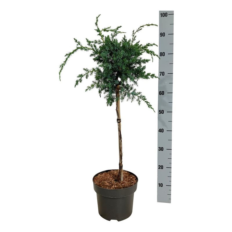Juniperus chin. &