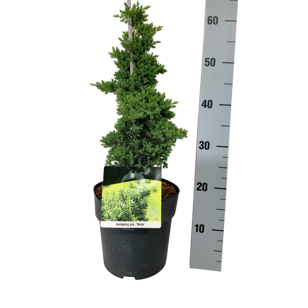 Juniperus proc. &