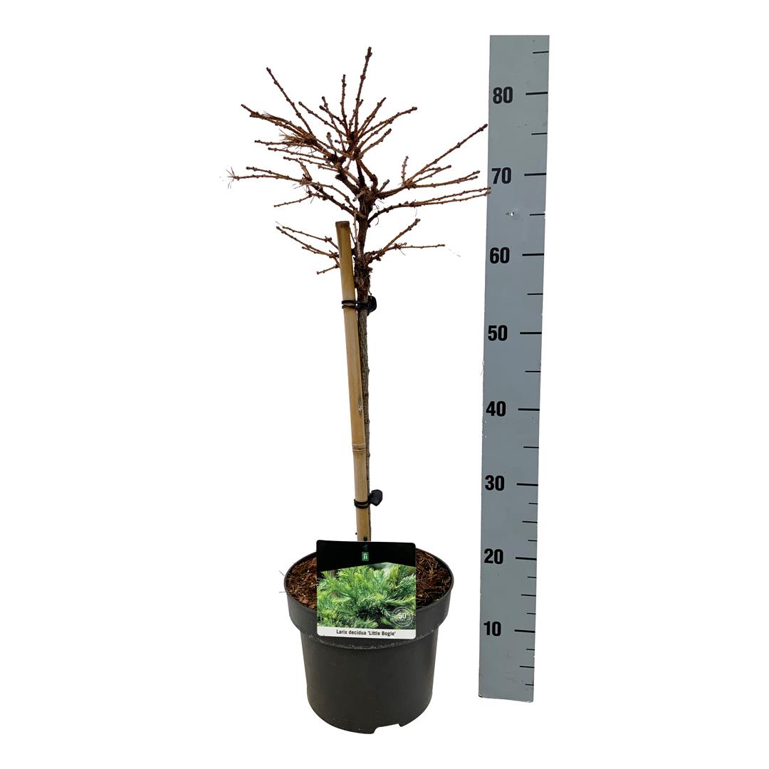 Larix dec. &