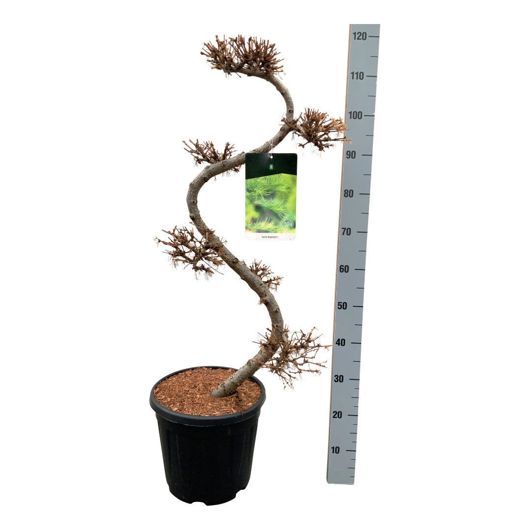 Larix kaempferi Bonsai 80+ cm C15 (15 liters kruka)