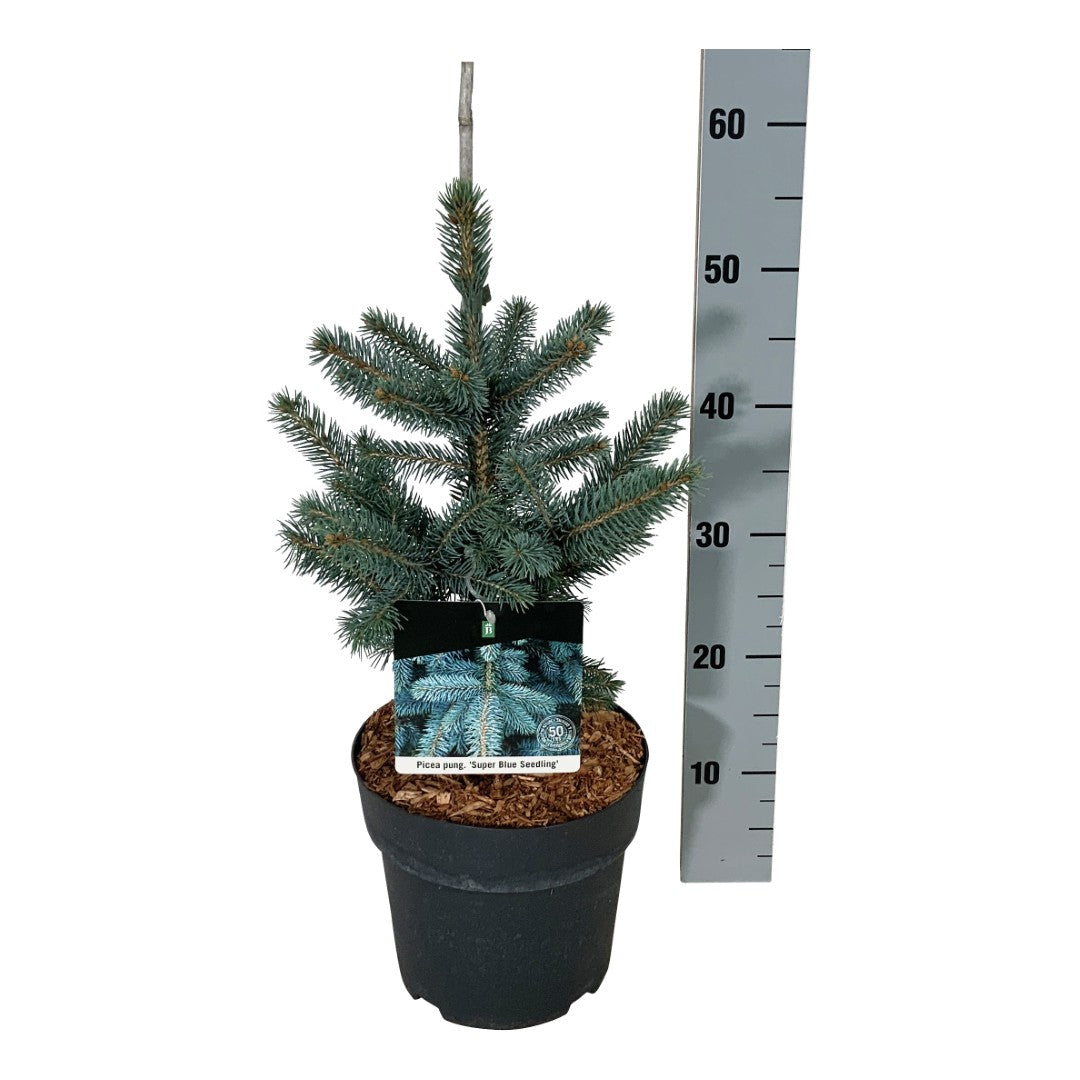 Picea pungens &