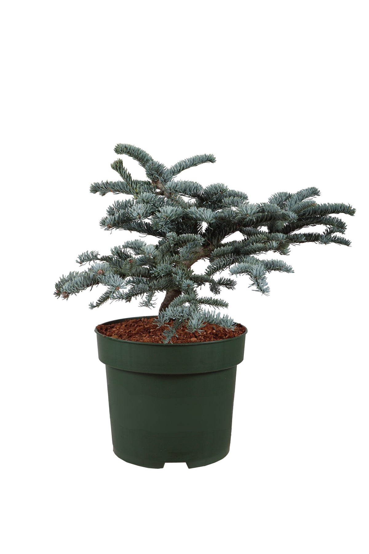 Abies procera &