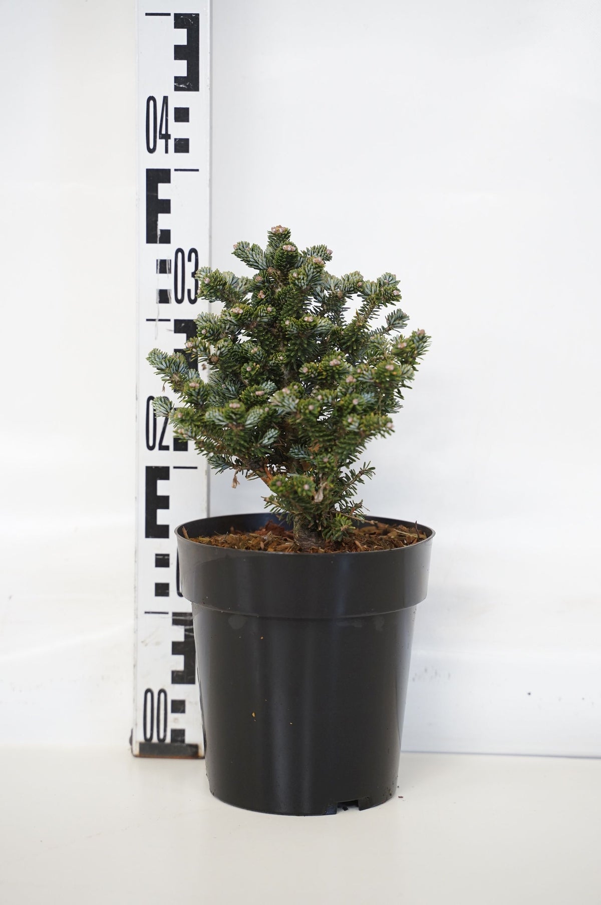 Abies koreana &