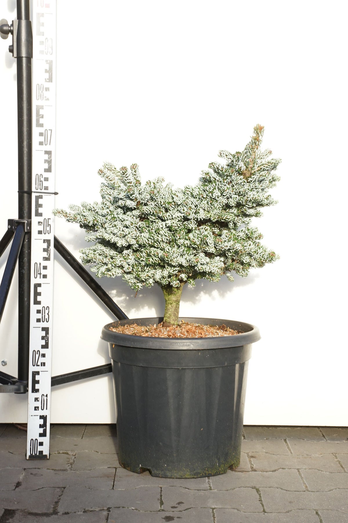 Abies koreana &