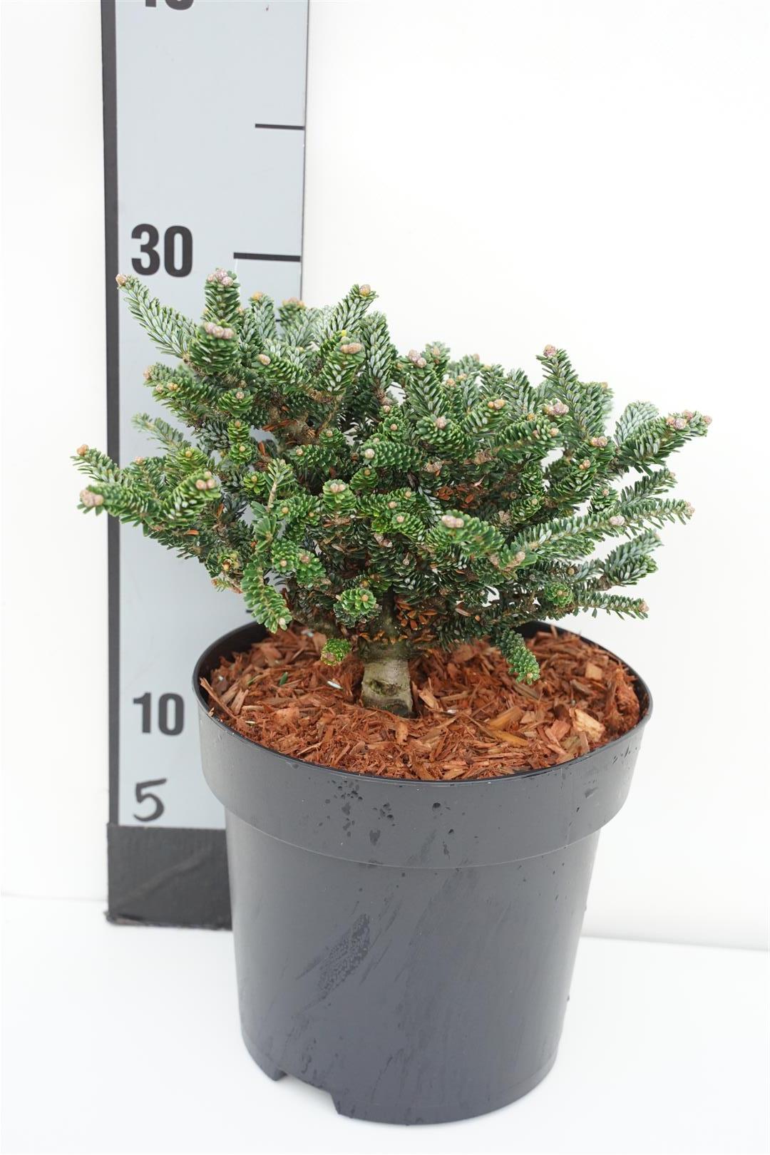 Abies koreana &