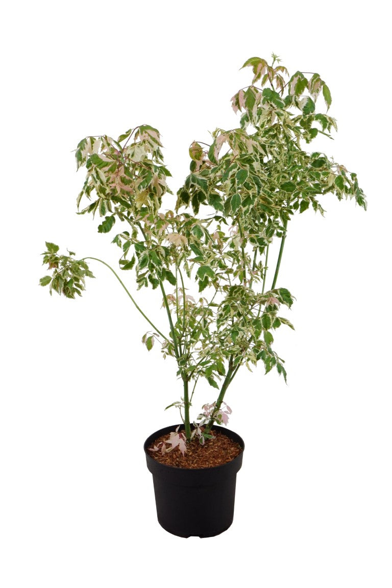 Acer negundo &