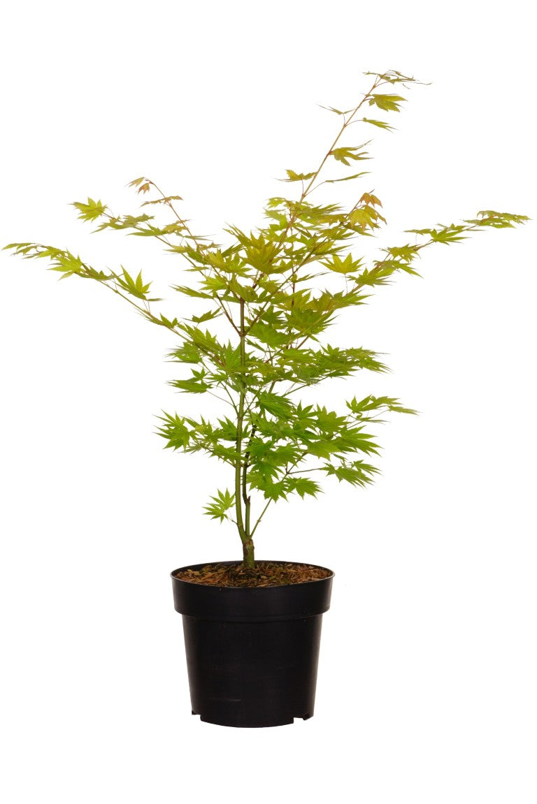 Acer shirasawanum &