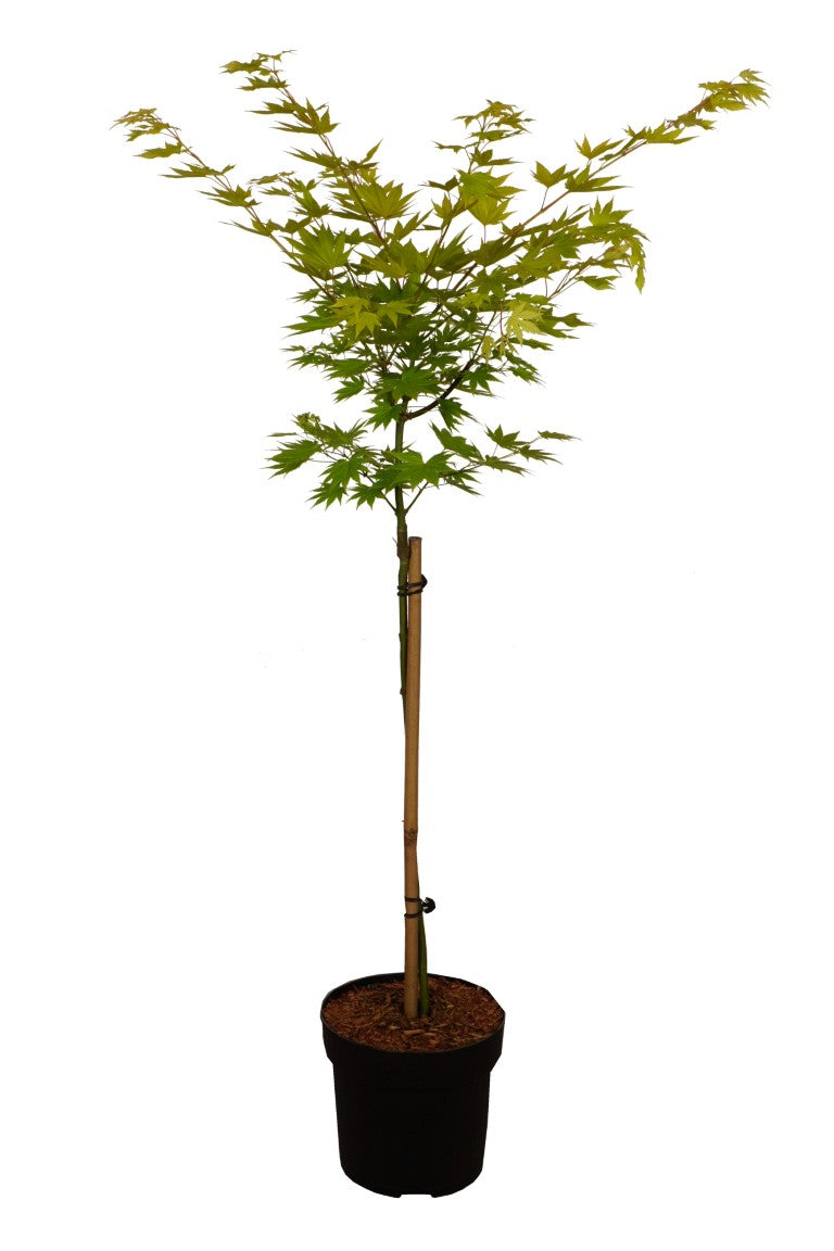 Acer shirasawanum &