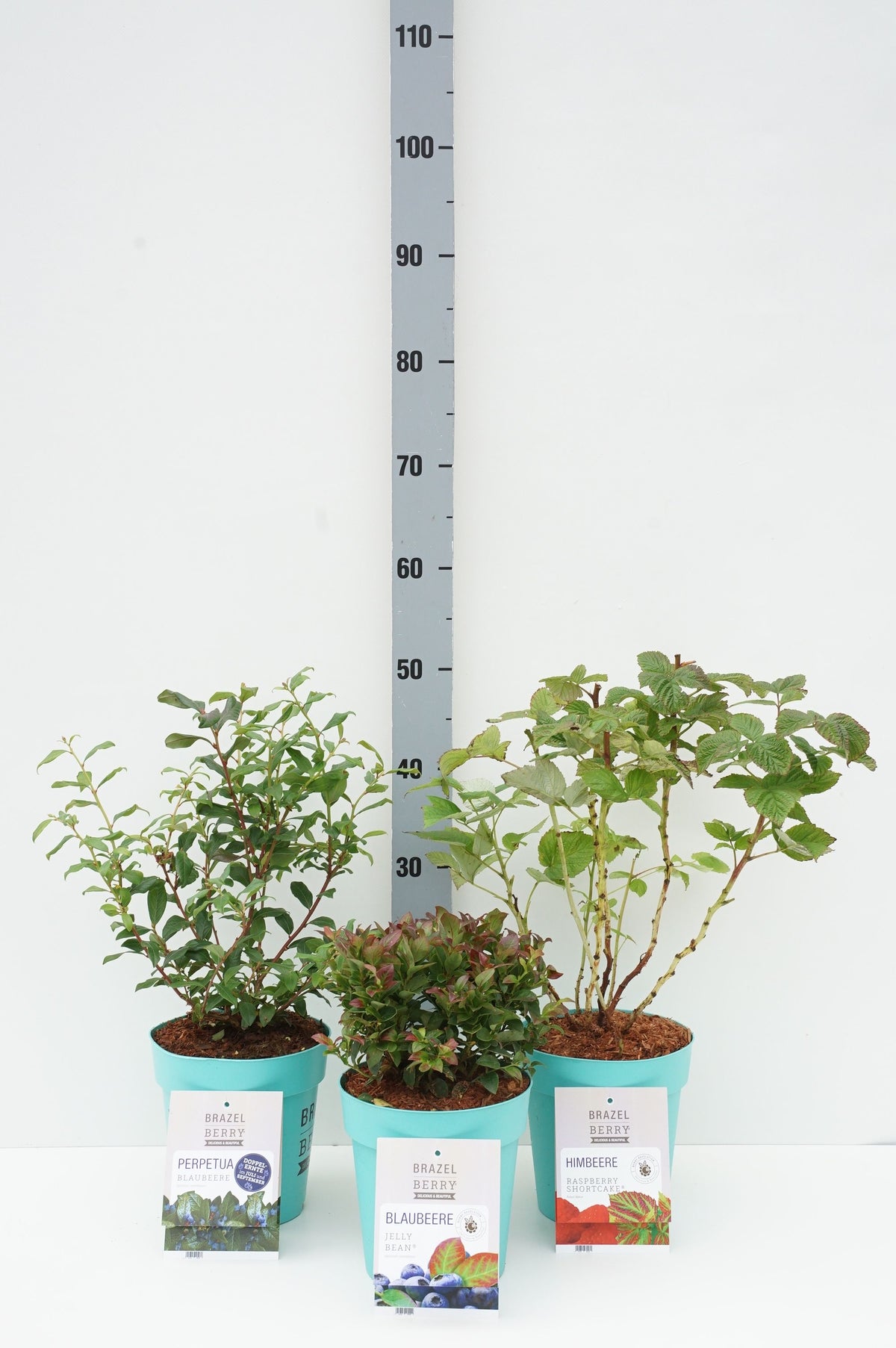 BrazelBerry® Mix C3 (3 liters kruka) 20-25 cm