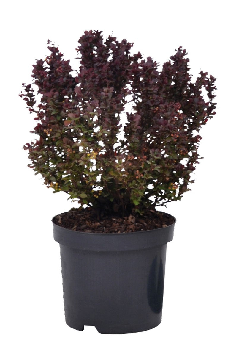 Berberis thunbergii &