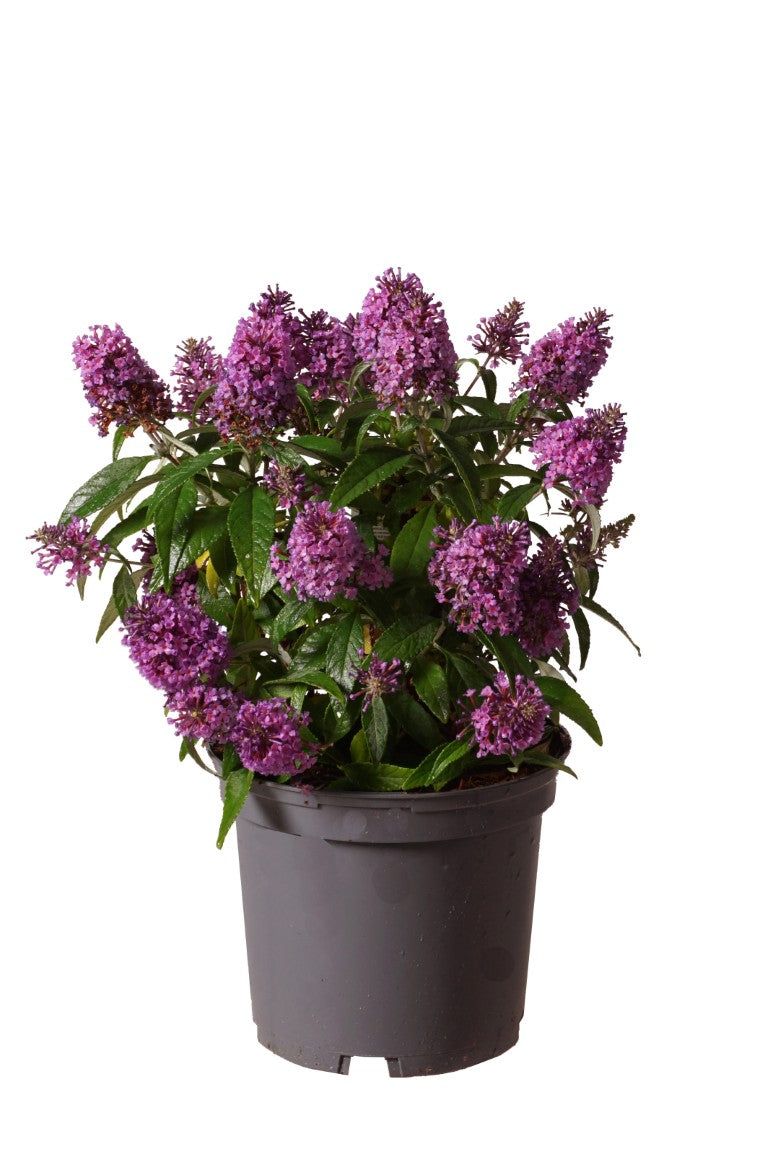 Buddleja davidii &