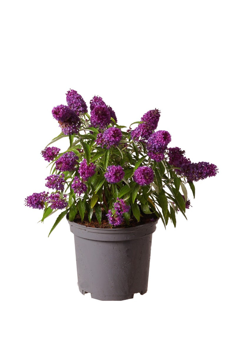Buddleja d. &