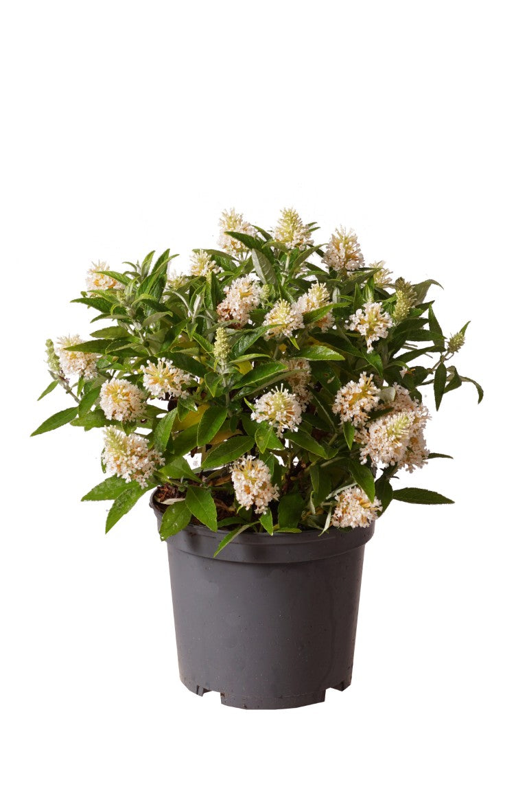 Buddleja d. &
