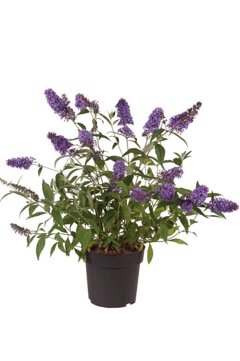 Buddleja d. &