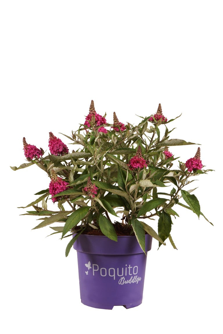 Buddleja d. &