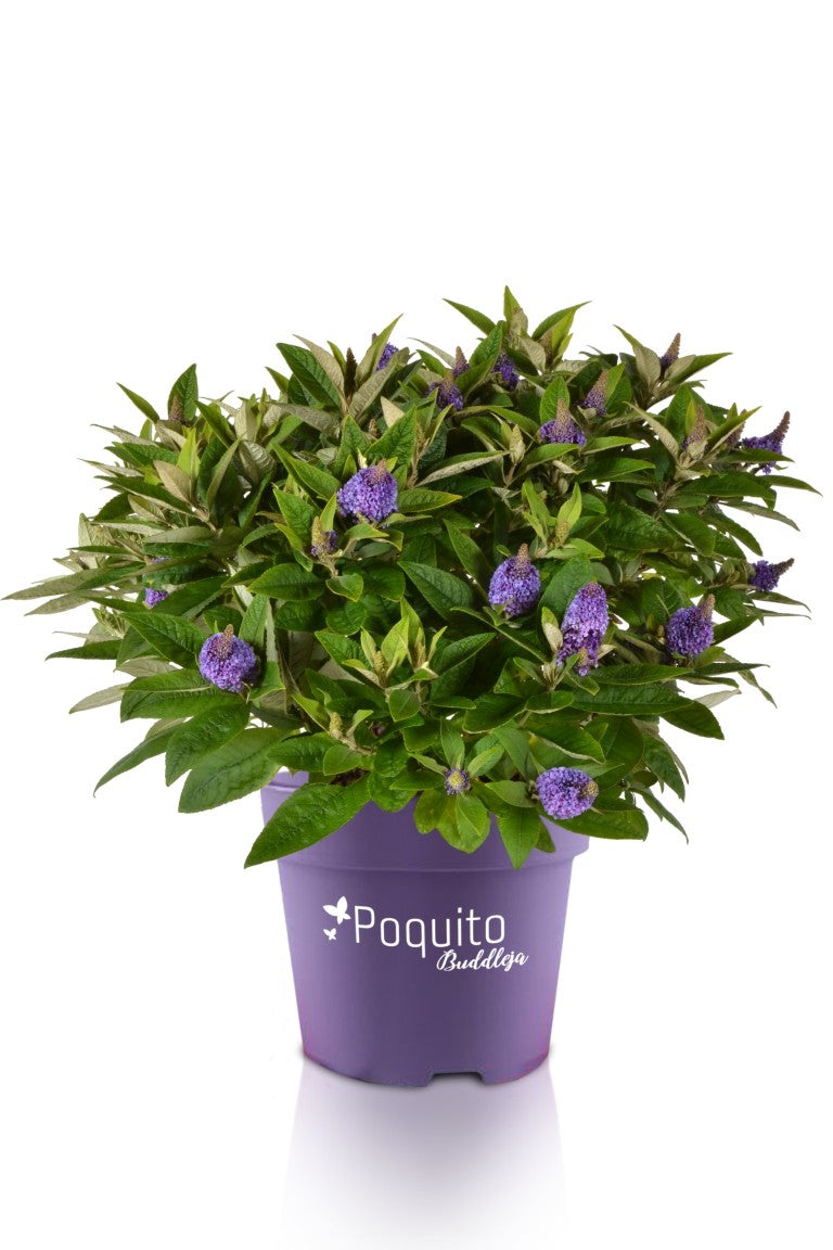 Buddleja davidii &