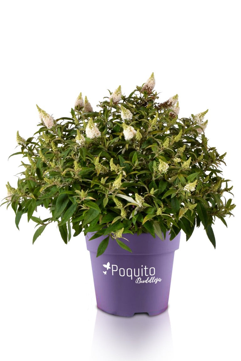 Buddleja davidii &