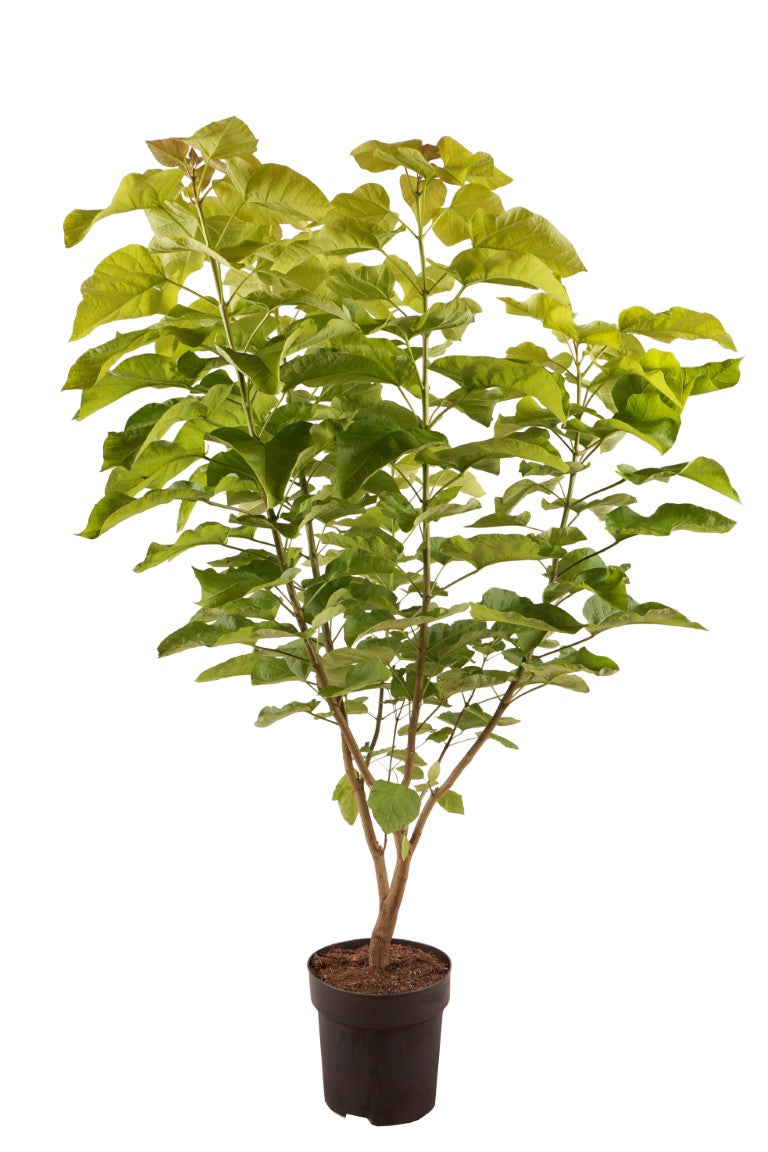 Catalpa bign. &