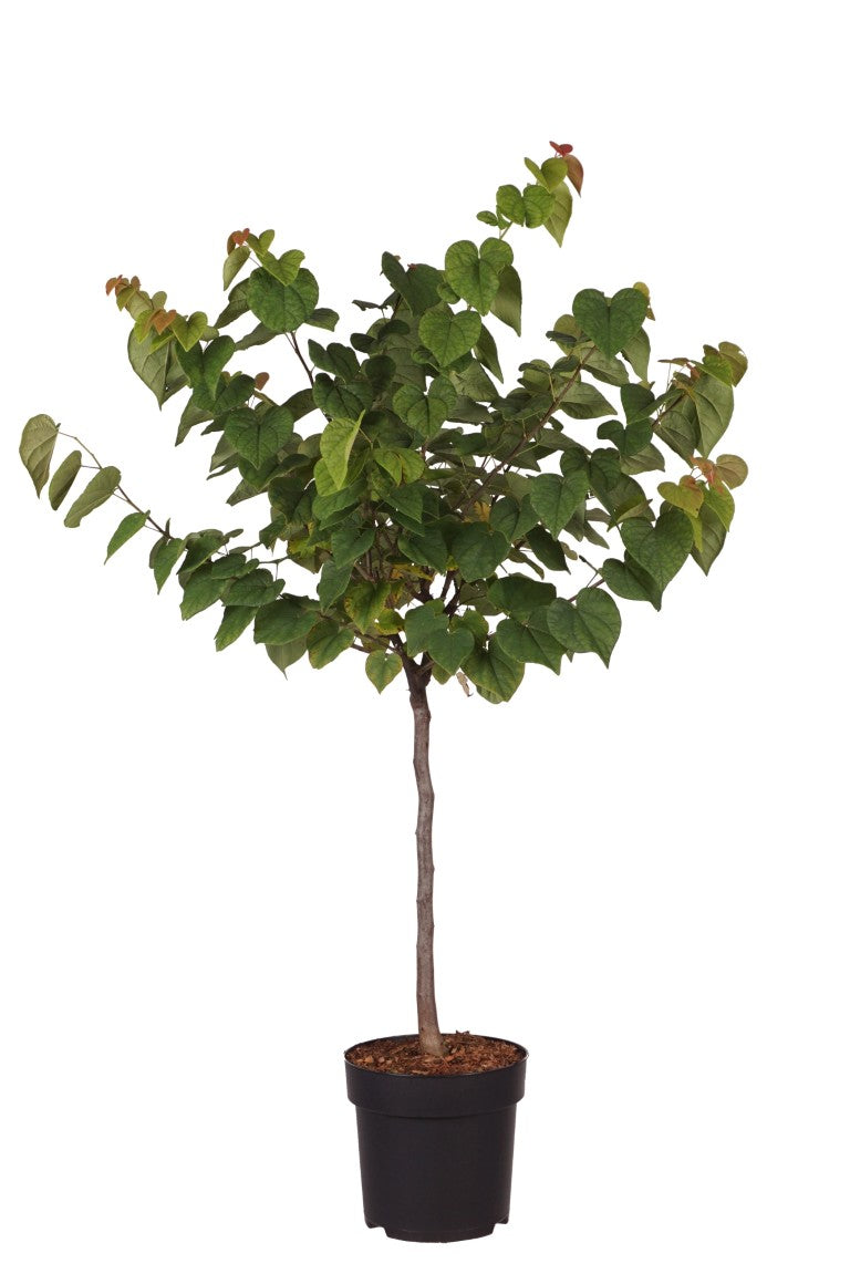 Cercis can. &