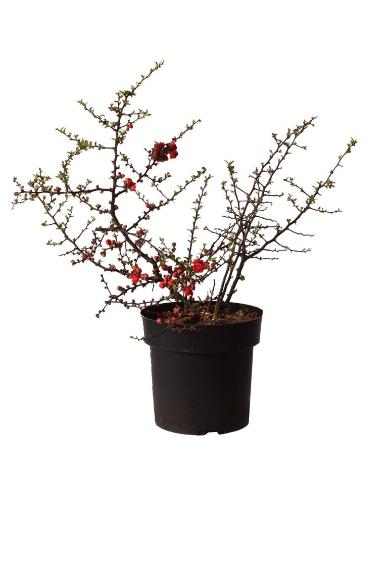 Chaenomeles j. &