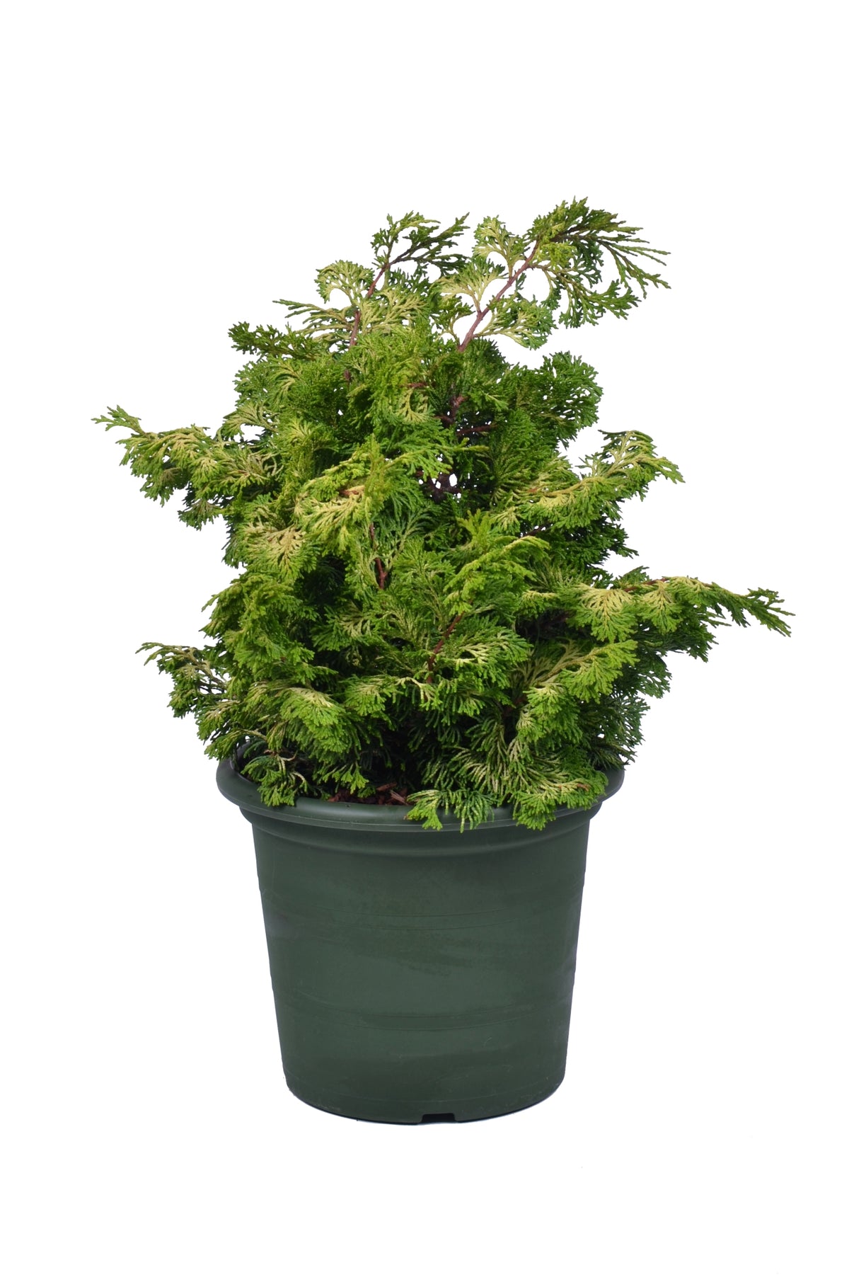 Chamaecyparis obtusa &