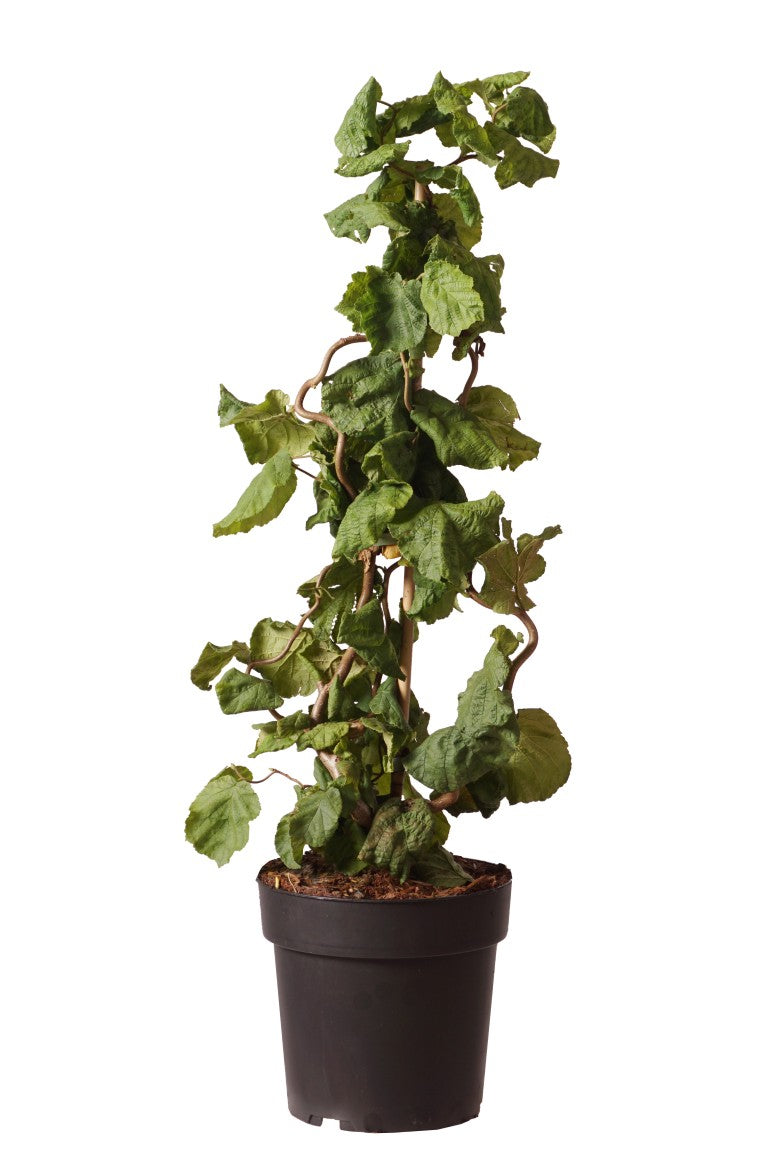 Corylus a. &
