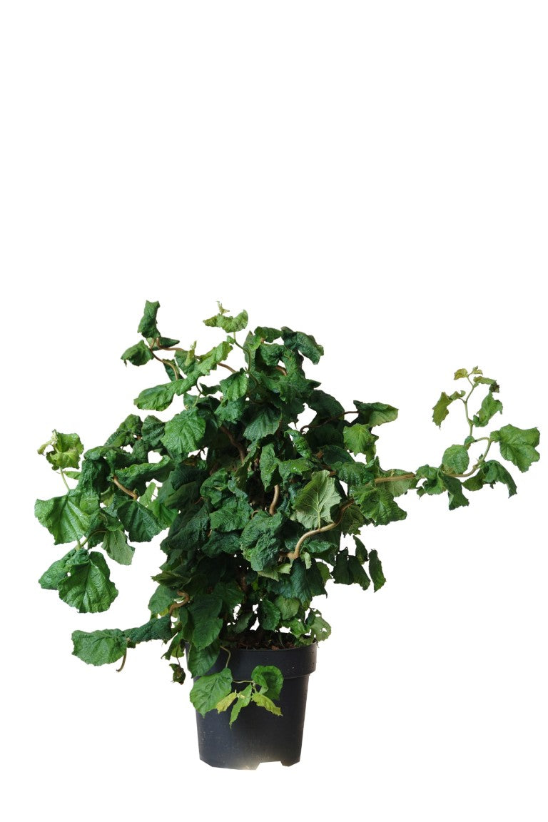 Ormhassel Corylus a. &