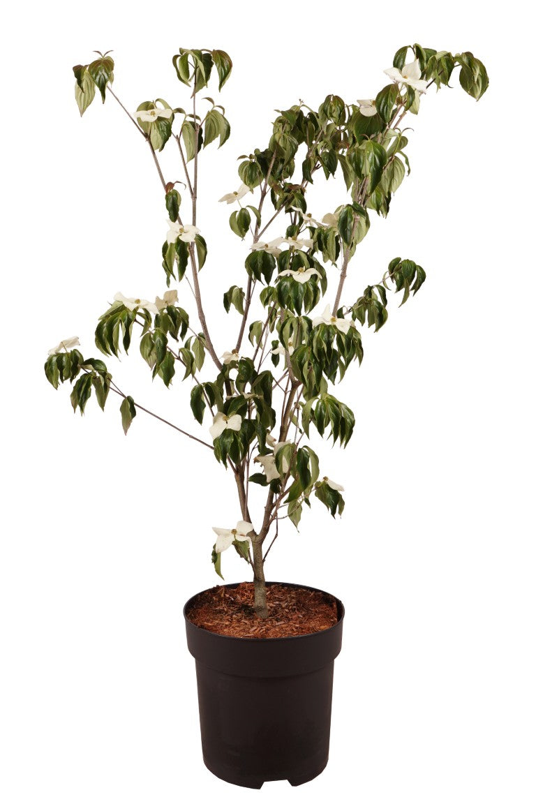 Cornus kousa &