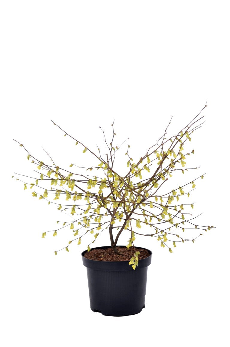 Corylopsis pauciflora C4 (4 liters kruka) 40-60 cm