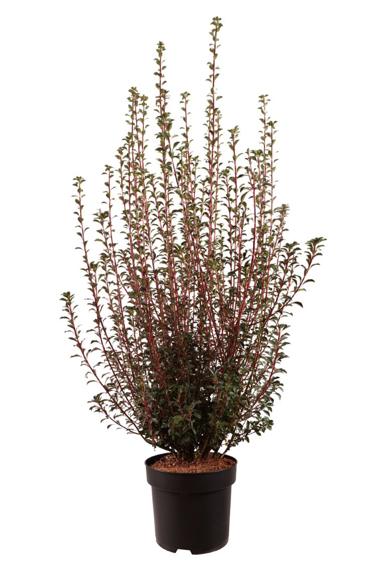 Enkianthus campanulatus C10 (10 liters kruka) 80-100 cm