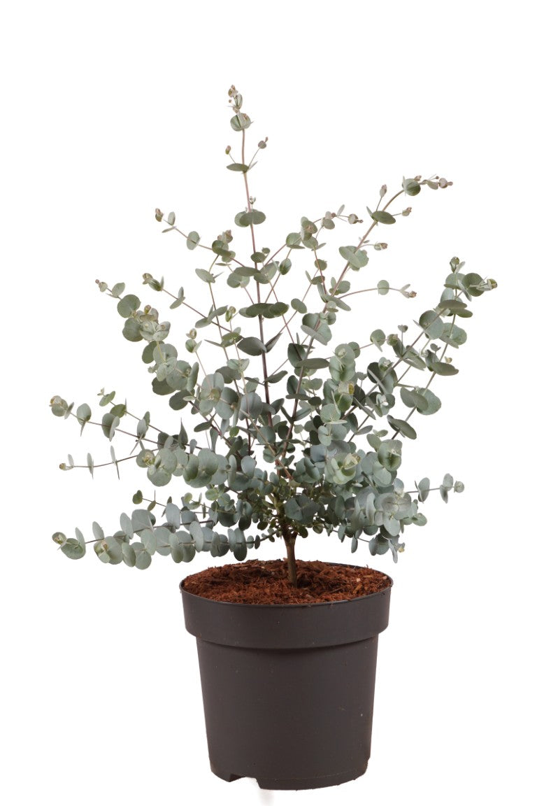 Eucalyptus gunnii &