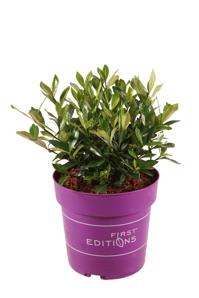 Gardenia jasminoides &