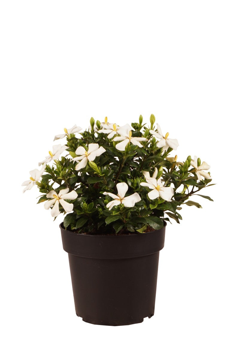 Gardenia jasminoides &