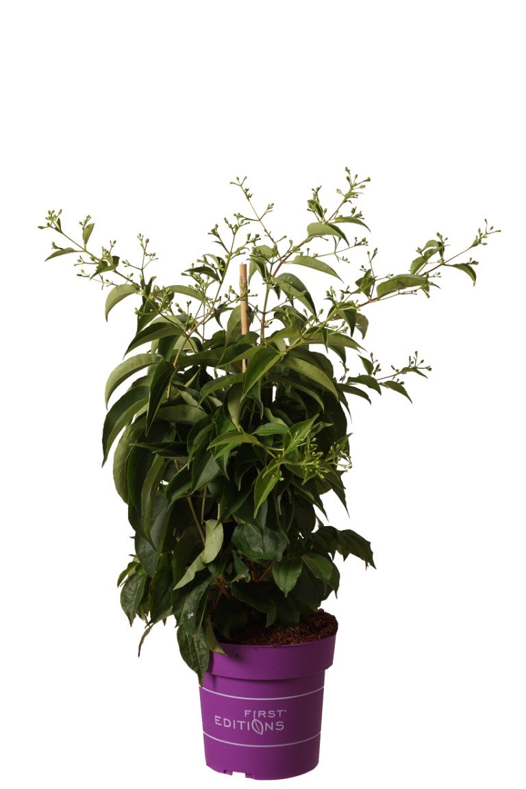 Heptacodium miconioides &