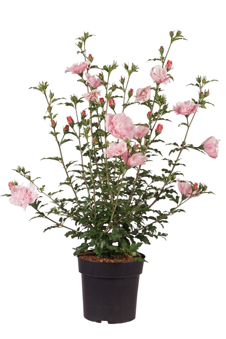 Hibiscus syriacus &