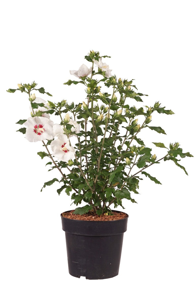 Hibiscus syriacus &