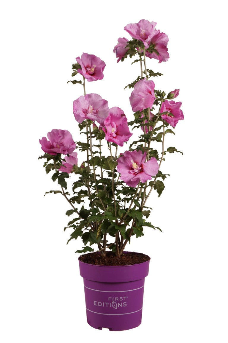 Hibiscus syriacus &