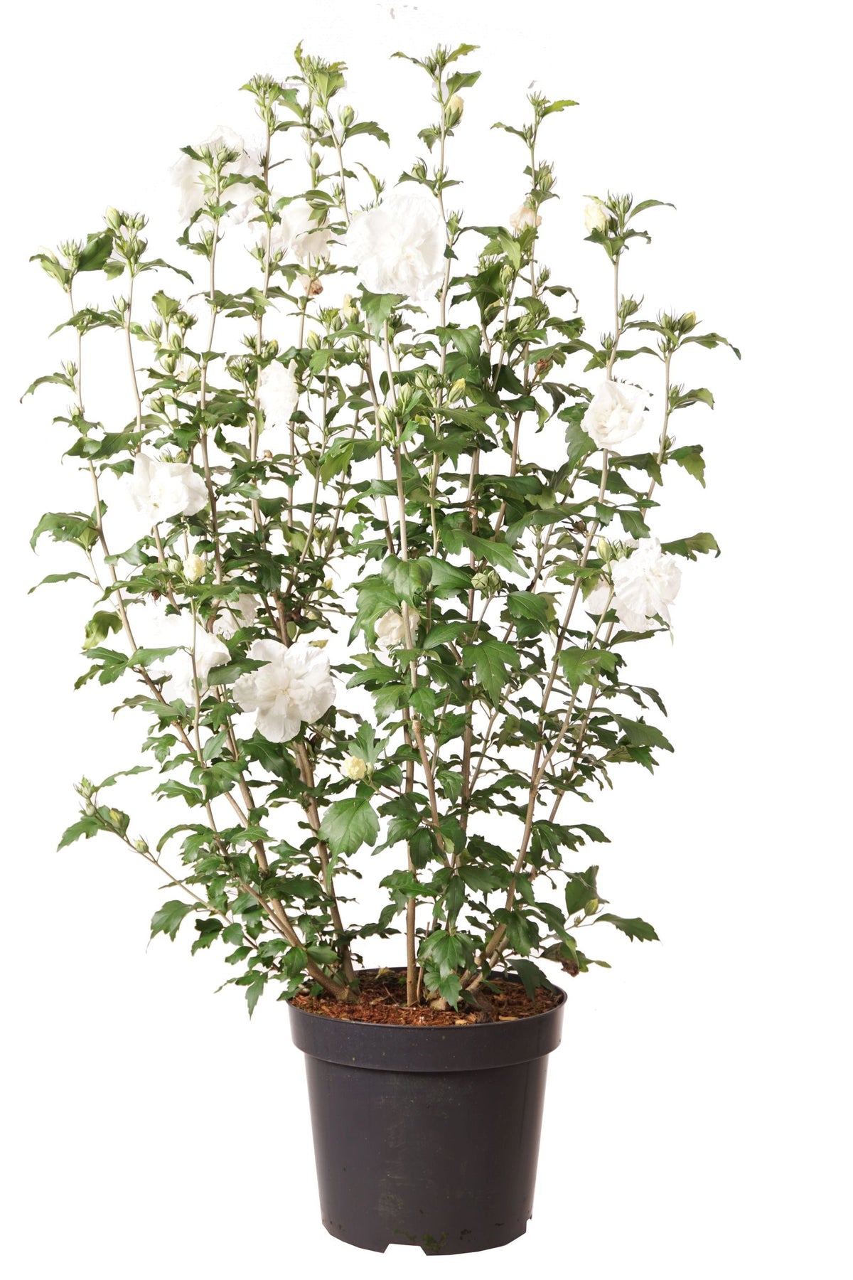 Hibiscus syriacus &