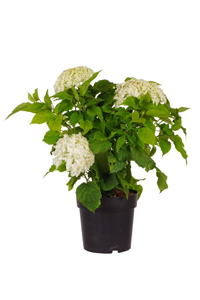 Hydrangea arb. &