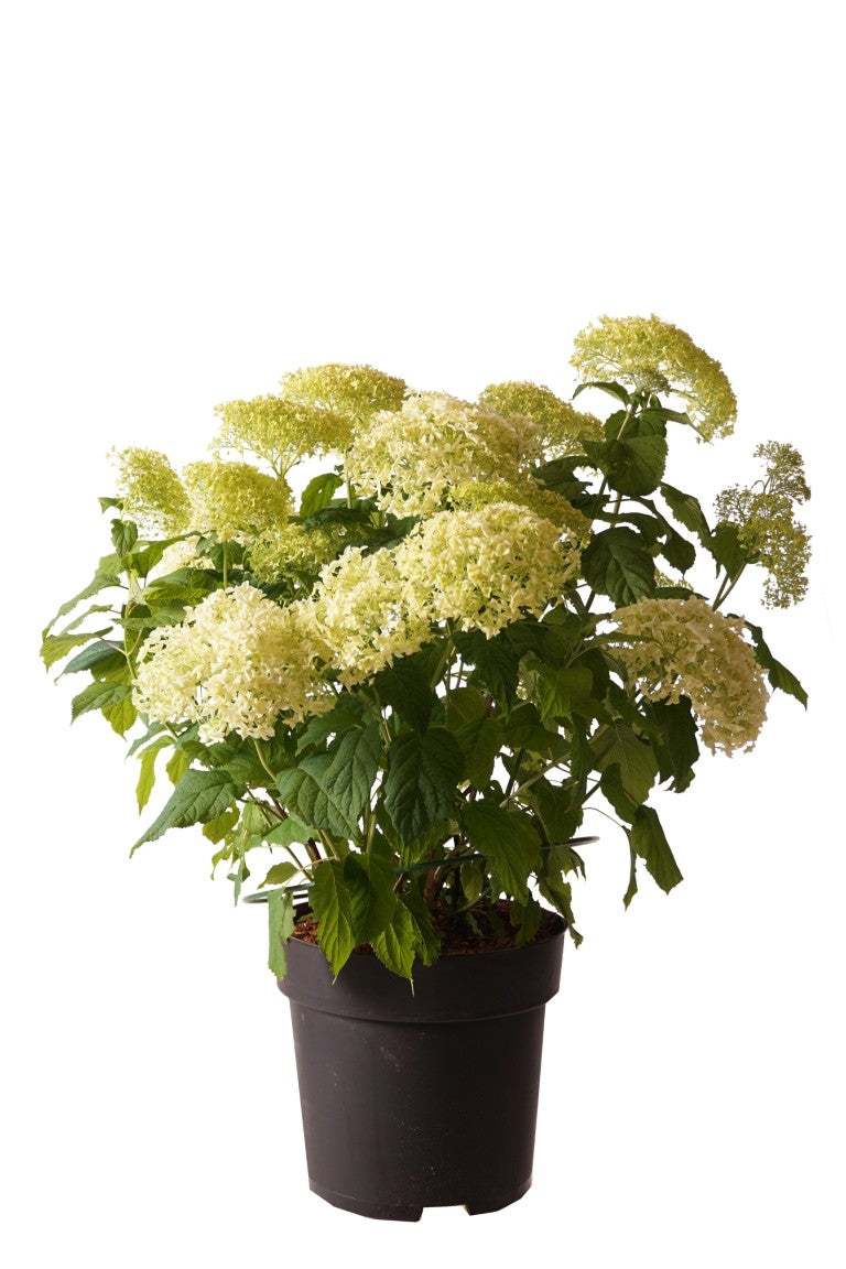 Hydrangea arborescens &
