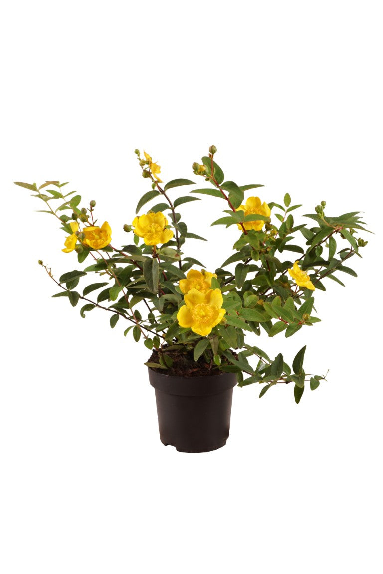 Hypericum &