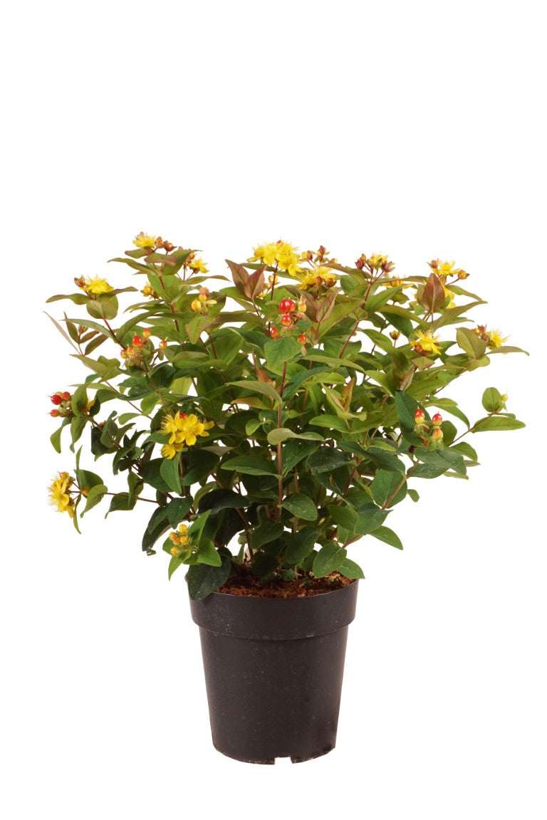 Hypericum &