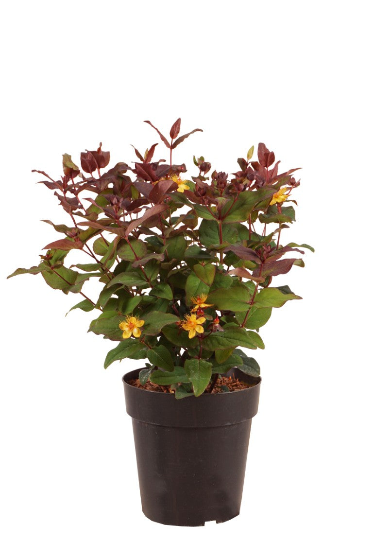Hypericum &