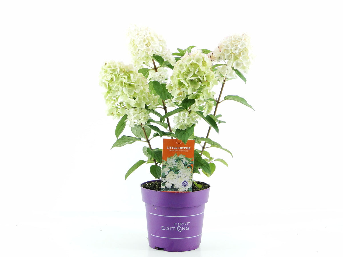 Hydrangea paniculata &