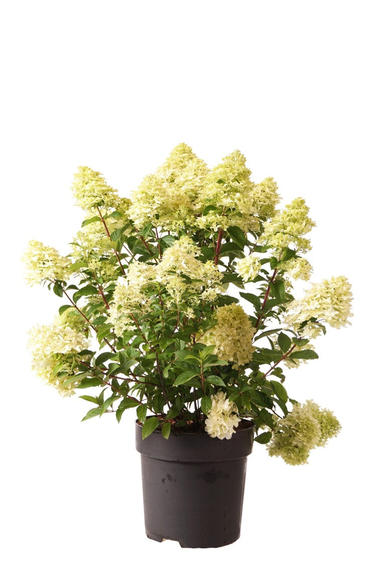 Hydrangea paniculata &